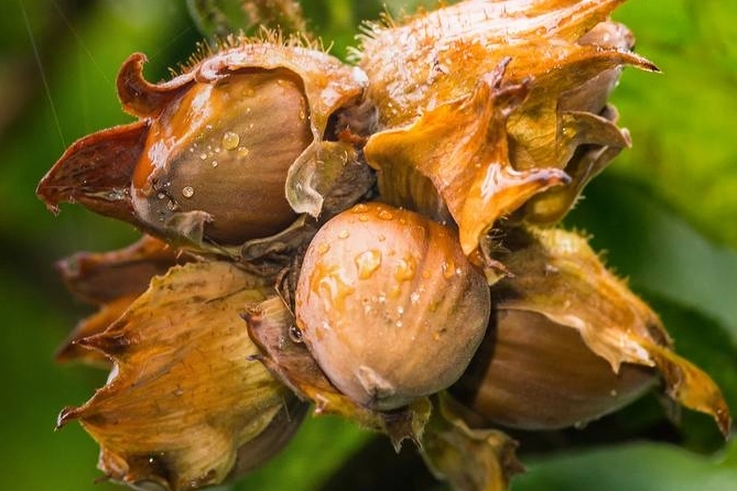 Fındık yeterlilik derecesinde zirvede