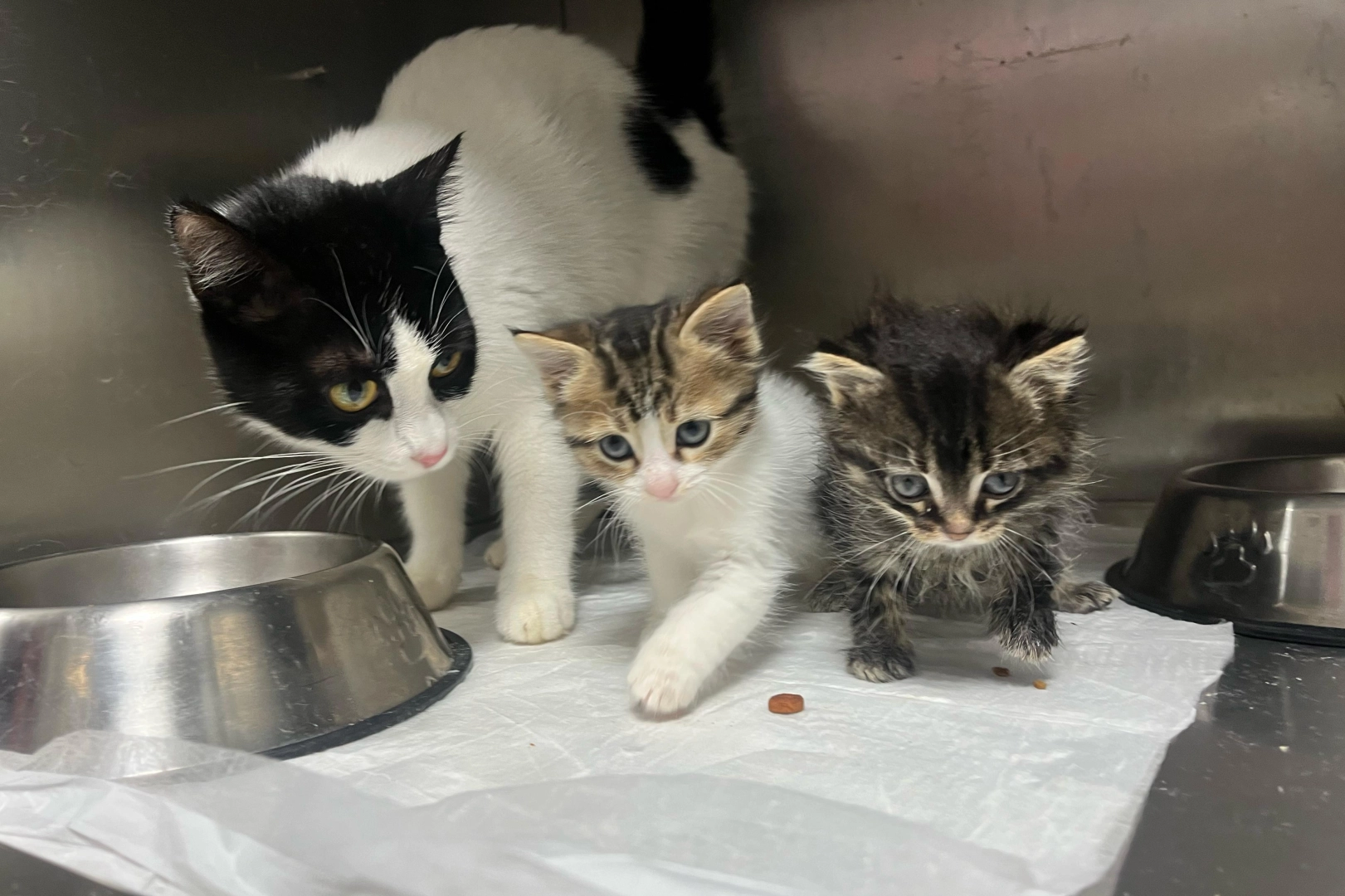 Bursa Büyükşehir tatilde de can dostların yanında